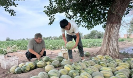 新疆吃瓜最新事件爆料,揭秘背后真相与网络热议